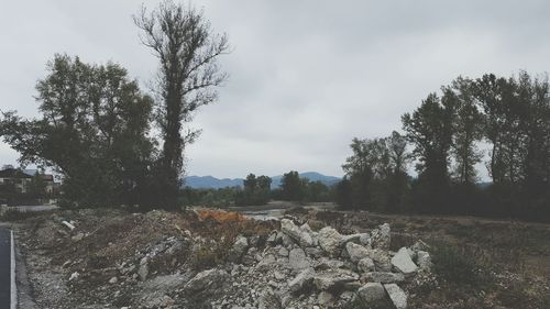 Trees against sky