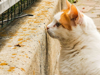 Close-up of a cat