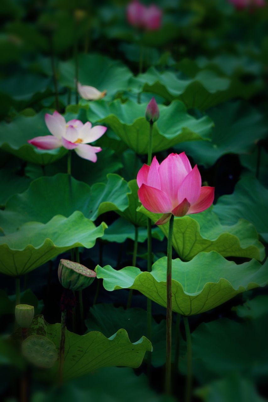 CLOSE-UP OF PINK LOTUS WATER LILY