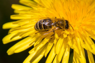 Close-up of insect on yellow flower