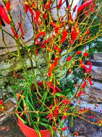 Close-up of red plant