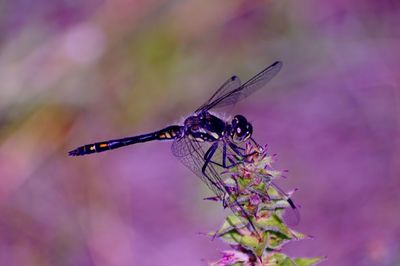 Close-up of insect on flower