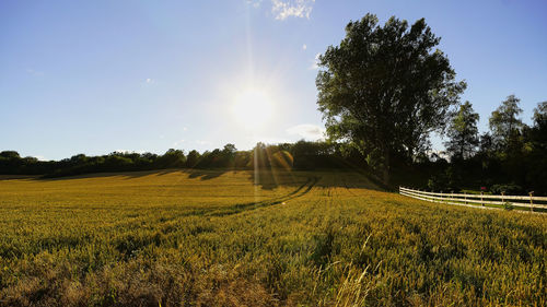 Scenic view of agricultural field against sky