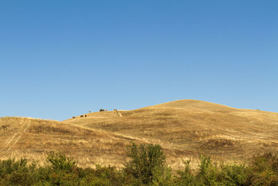 Scenic view of landscape against clear blue sky