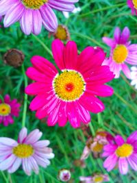 Close-up of pink flower