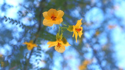Close-up of yellow flowering plant