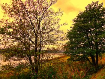 Tree by lake against sky during sunset