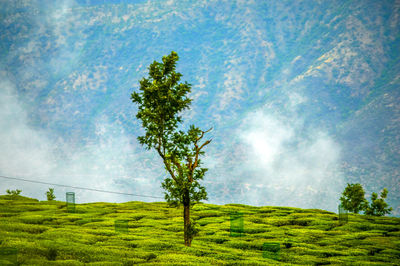 Trees on field against sky