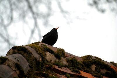 Close-up of bird perching on branch