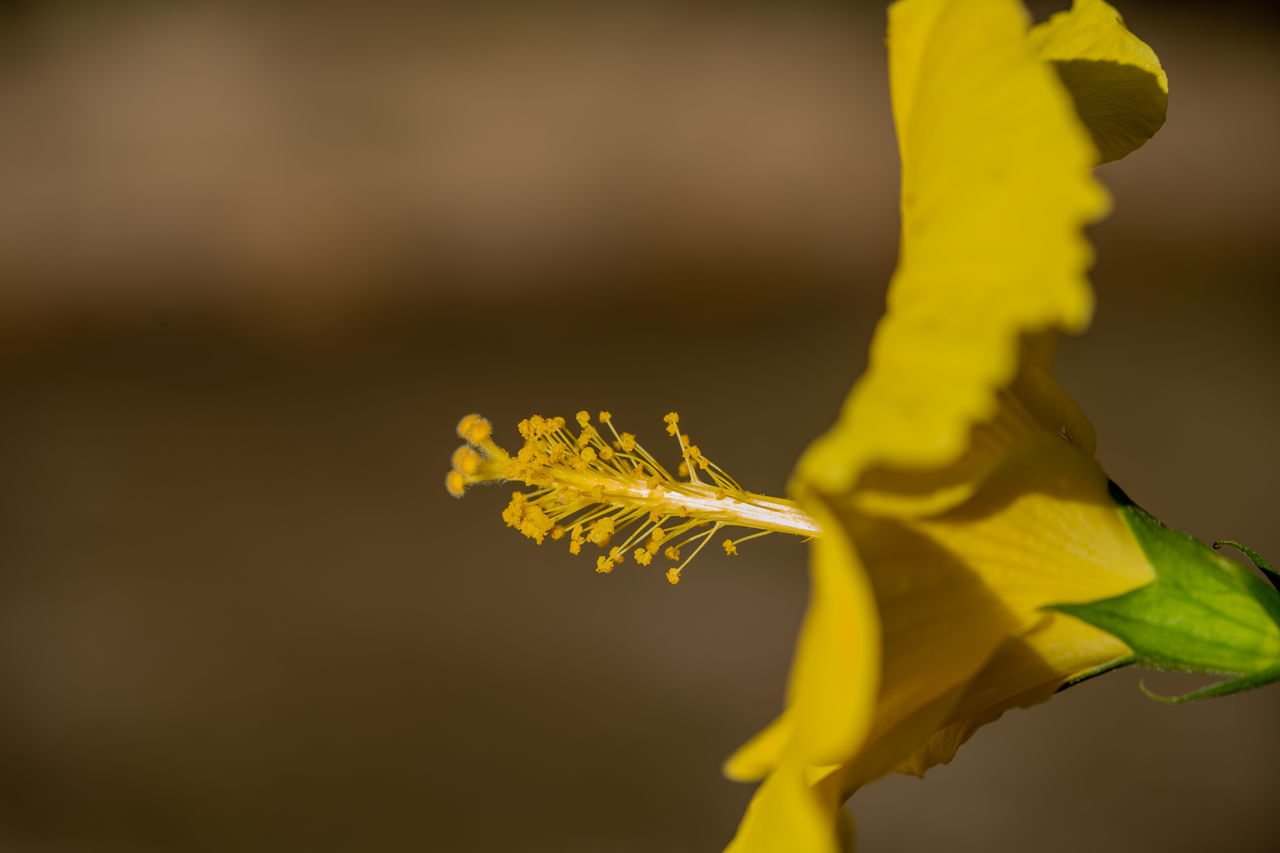 yellow, flower, macro photography, plant, leaf, close-up, plant stem, green, nature, flowering plant, no people, freshness, beauty in nature, petal, focus on foreground, fragility, flower head, outdoors, studio shot, pollen, animal