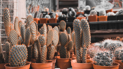 Cactus potted plants for sale