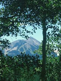 Trees on mountain