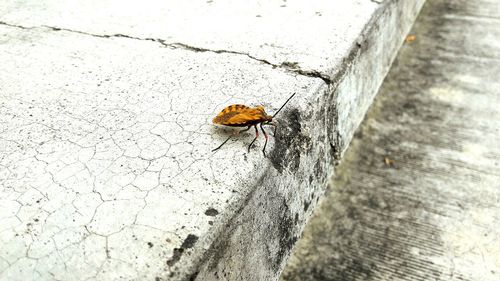 High angle view of insect on wall