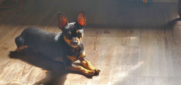 High angle view of dog lying down on floor