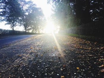 Sunlight falling on leaves by trees against bright sun