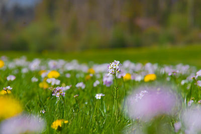 Close-up of flowering plants on field