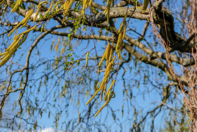 Low angle view of bare tree against clear blue sky