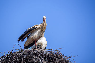 Bird perching on nest