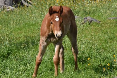 Cute baby  foal horse  with white star standing in green grass  and wildflower covered meadow