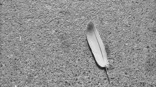 Close-up high angle view of leaf