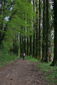 Rear view of woman walking in forest