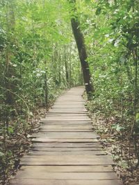 Wooden walkway leading towards trees