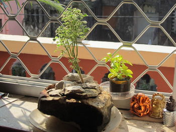 Close-up of potted plants on table