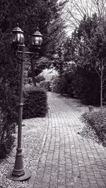 Cobblestone street amidst trees