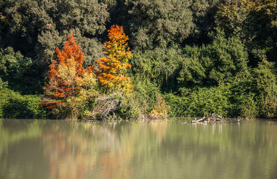 Reflection of trees in water