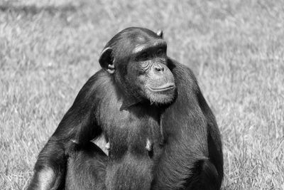 Chimpanzee sitting on grass