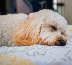 Close-up of a dog resting