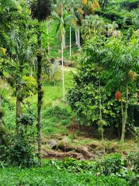 Trees growing in forest