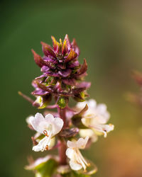 Close-up of purple flowering plant