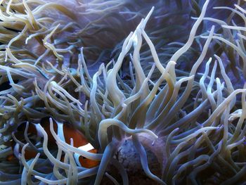 Close-up of coral in sea