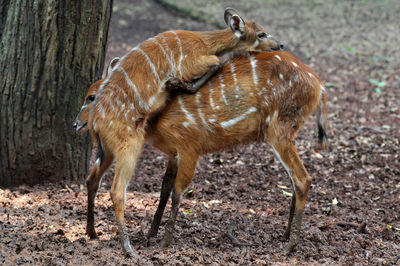 Giraffe in a forest