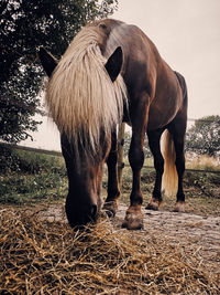 Horse standing in a field