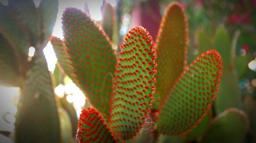 Close-up of succulent plant