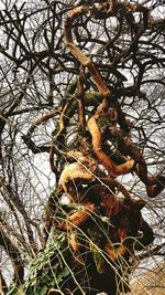 Close-up of tree branch