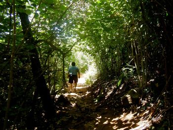 Rear view of man walking in forest