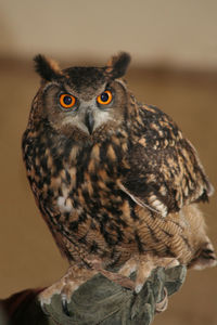 Close-up portrait of owl