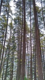 Low angle view of pine trees in forest against sky