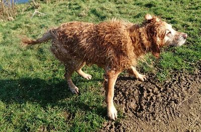 High angle view of wet dog on field