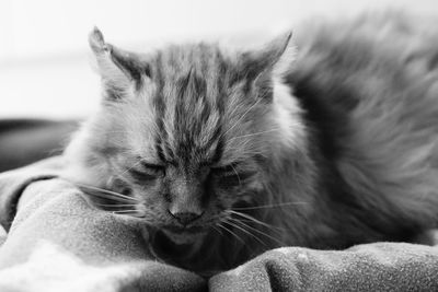 Close-up of a cat sleeping