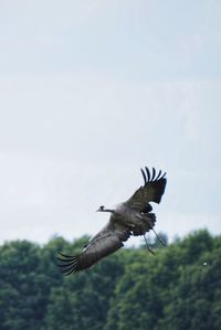 Low angle view of bird flying against the sky