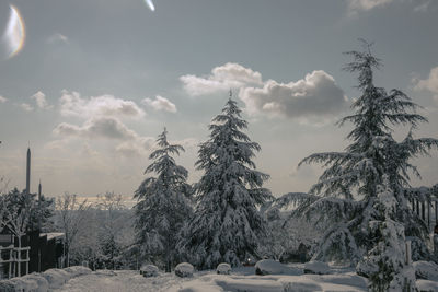 Trees on snow covered field against sky