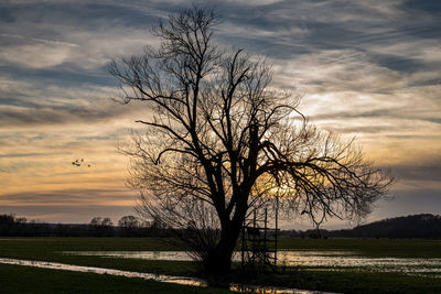 Silhouette bare tree on field against sky at sunset