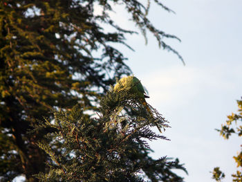 Low angle view of bird on tree against sky