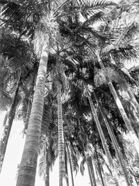 Low angle view of palm trees