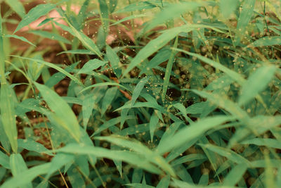 Full frame shot of plants growing on field