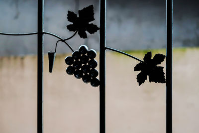 Close-up of black berries on glass window